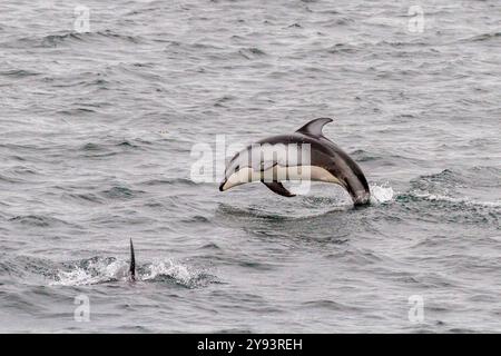 Un groupe de dauphins du Pacifique à flancs blancs (Lagenorhynchus obliquidens) sautant et faisant surface dans le détroit de Johnstone, Colombie-Britannique, Canada, Amérique du Nord Banque D'Images