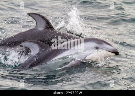 Un groupe de dauphins du Pacifique à flancs blancs (Lagenorhynchus obliquidens) sautant et faisant surface dans le détroit de Johnstone, Colombie-Britannique, Canada, Amérique du Nord Banque D'Images