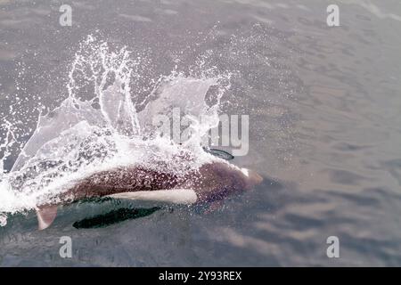 Marsouin de Dall adulte (Phocoenoides dalli) surfaçant avec éclaboussures caractéristiques de queue de coq dans le détroit de Johnstone, Colombie-Britannique, Canada Banque D'Images