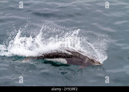 Marsouin de Dall adulte (Phocoenoides dalli) surfaçant avec éclaboussures caractéristiques de queue de coq dans le détroit de Johnstone, Colombie-Britannique, Canada Banque D'Images