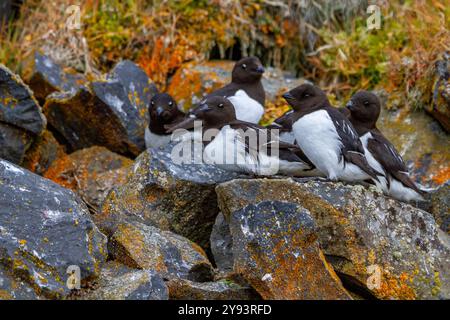 Les Dovekies adultes (Little Auk) (Alle alle) sur leur site de reproduction parmi les pentes de rubini Rock, Tikhaya Bay, Hooker Island, Franz Josef Land Banque D'Images