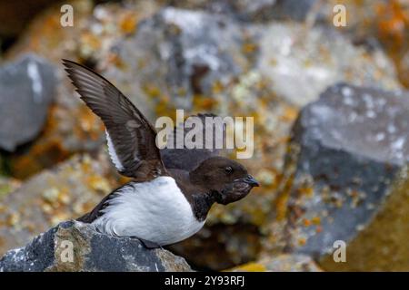 Dovevickie adulte (Little Auk) (Alle alle) sur leur site de reproduction parmi les pentes de Rubini Rock, Tikhaya Bay, Hooker Island, Franz Josef Land, Russie Banque D'Images