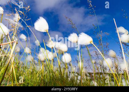 Un grand peuplement de coton arctique (Eriophorum callitrix) dans la terre de Franz Josef, Russie, Océan Arctique, Eurasie Banque D'Images