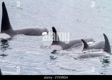 Une nacelle d'épaulards (Orcinus Orca) faisant surface dans le détroit de Chatham, au sud-est de l'Alaska, aux États-Unis d'Amérique, dans l'océan Pacifique, en Amérique du Nord Banque D'Images