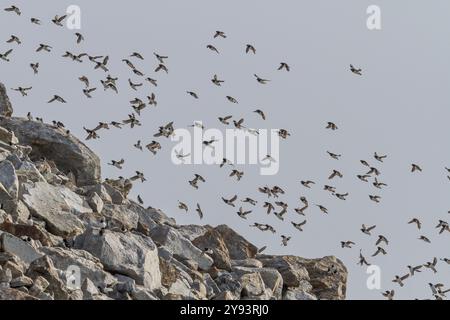 Aire de reproduction des Dovekies adultes (Little Auk) (Alle alle) dans les îles Norge dans l'archipel du Svalbard, Norvège, Arctique, Europe Banque D'Images