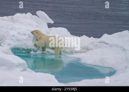 Ours polaire femelle adulte (Ursus maritimus) marchant sur des banquises pluriannuelles en Terre Franz Josef, Russie, Océan Arctique, Eurasie Banque D'Images