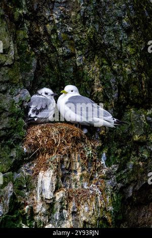 Kittiwake adulte à pattes noires (Rissa tridactyla) sur nid avec des poussins dans l'archipel du Svalbard, mer de Barents, Norvège, Arctique, Europe Banque D'Images