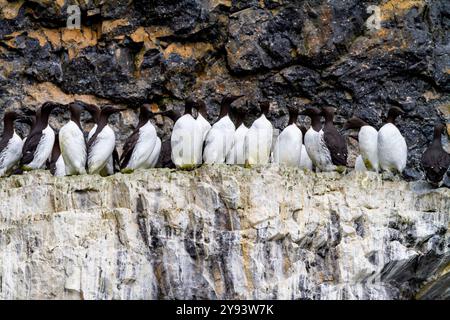 guillemot commun (Uria aalge) nichant sur l'île de l'Ours (Bjornoya) dans l'archipel du Svalbard, Norvège, Arctique, Europe Banque D'Images