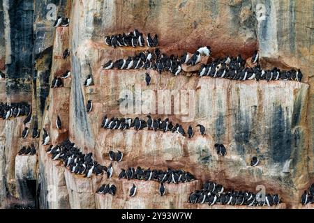 Site de reproduction et de nidification des guillemots de Brunnich (Uria lomvia) au cap Fanshawe dans l'archipel du Svalbard, Norvège, Arctique, Europe Banque D'Images