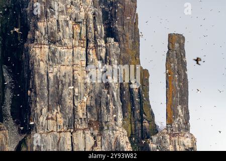 Site de reproduction et de nidification des guillemots de Brunnich (Uria lomvia) au cap Fanshawe dans l'archipel du Svalbard, Norvège, Arctique, Europe Banque D'Images