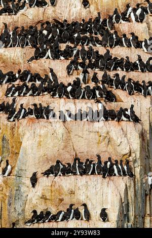 Site de reproduction et de nidification des guillemots de Brunnich (Uria lomvia) au cap Fanshawe dans l'archipel du Svalbard, Norvège, Arctique, Europe Banque D'Images