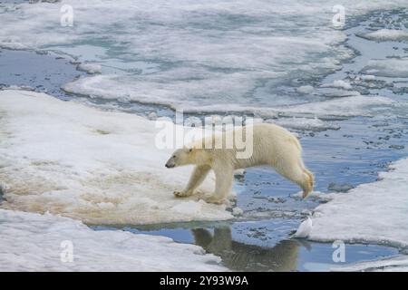 Ours polaire adulte (Ursus maritimus) sautant d'une banquise à l'autre dans l'archipel du Svalbard, Norvège, Arctique, Europe Banque D'Images