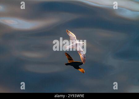 Fulmar septentrional (Fulmarus glacialis glacialis) sur l'aile au-dessus des mers calmes dans l'archipel du Svalbard, Norvège, Arctique, Europe Banque D'Images