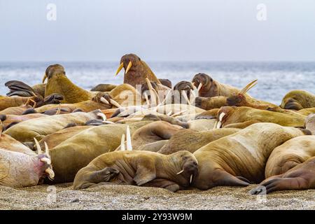 Morse célibataire adulte (Odobenus rosmarus rosmarus) traîné sur la plage de Poolepynten sur Prins Karl's Foreland dans l'archipel du Svalbard, Norvège Banque D'Images