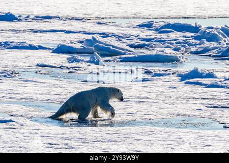 Ours polaire adulte (Ursus maritimus) nageant et se tirant sur la banquise de l'archipel du Svalbard, Norvège, Arctique, Europe Banque D'Images