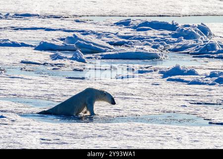 Ours polaire adulte (Ursus maritimus) nageant et se tirant sur la banquise de l'archipel du Svalbard, Norvège, Arctique, Europe Banque D'Images