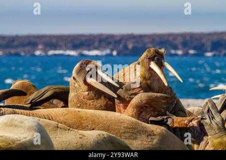 Morse taureau adulte (Odobenus rosmarus rosmarus) traîné sur la plage de l'archipel du Svalbard, Norvège, Arctique, Europe Banque D'Images