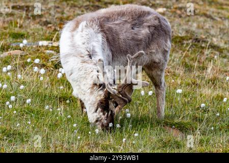 Rennes adultes du Svalbard (Rangifer tarandus platyrhynchus) broutant dans les limites de la ville de Longyearbyen, Spitzberg, Svalbard, Norvège, Arctique Banque D'Images