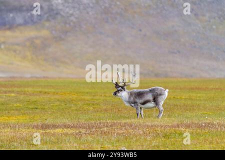 Rennes adultes du Svalbard (Rangifer tarandus platyrhynchus) broutant sur la toundra dans l'archipel du Svalbard, Norvège, Arctique, Europe Banque D'Images