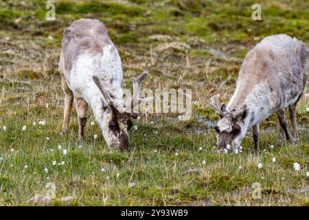 Rennes adultes du Svalbard (Rangifer tarandus platyrhynchus) broutant dans les limites de la ville de Longyearbyen, Spitzberg, Svalbard, Norvège, Arctique Banque D'Images