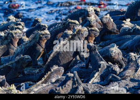 L'iguane marin endémique des Galapagos (Amblyrhynchus cristatus) dans l'archipel des îles Galapagos, site du patrimoine mondial de l'UNESCO, Équateur, Amérique du Sud Banque D'Images