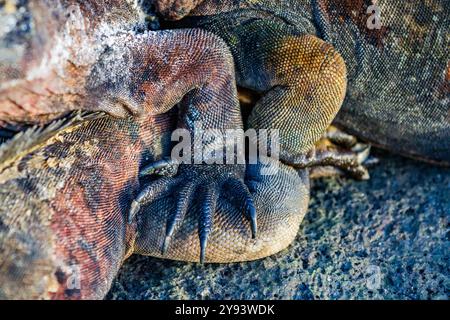 L'iguane marin endémique des Galapagos (Amblyrhynchus cristatus) dans l'archipel des îles Galapagos, site du patrimoine mondial de l'UNESCO, Équateur, Amérique du Sud Banque D'Images