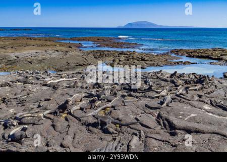 L'iguane marin endémique des Galapagos (Amblyrhynchus cristatus) dans l'archipel des îles Galapagos, site du patrimoine mondial de l'UNESCO, Équateur, Amérique du Sud Banque D'Images