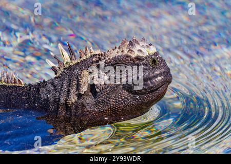 L'iguane marin endémique des Galapagos (Amblyrhynchus cristatus) nageant dans les îles Galapagos, site du patrimoine mondial de l'UNESCO, Équateur, Amérique du Sud Banque D'Images