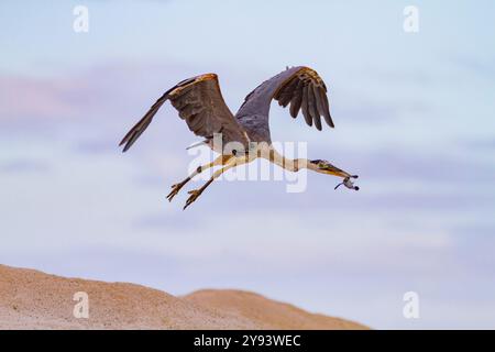 Grand héron bleu adulte (Ardea herodias cognata) se nourrissant de tortues de mer vertes naissantes, îles Galapagos, site du patrimoine mondial de l'UNESCO, Équateur, Sud Banque D'Images