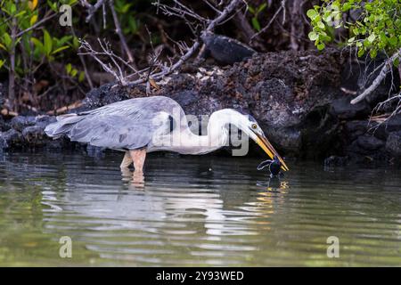 Grand héron bleu adulte (Ardea herodias cognata) se nourrissant de tortues vertes naissantes, îles Galapagos, site du patrimoine mondial de l'UNESCO, Équateur Banque D'Images