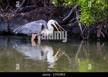 Grand héron bleu adulte (Ardea herodias cognata) se nourrissant de tortues vertes naissantes, îles Galapagos, site du patrimoine mondial de l'UNESCO, Équateur Banque D'Images