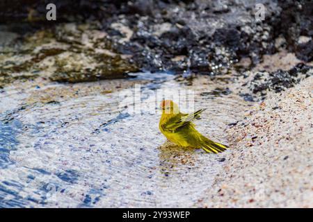 Paruline jaune adulte (Dendroica petechia aureola) dans l'archipel des îles Galapagos, site du patrimoine mondial de l'UNESCO, Équateur, Amérique du Sud Banque D'Images