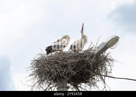 Deux cigognes se tiennent sur le nid contre le ciel bleu Banque D'Images