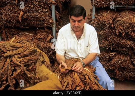 Homme vérifiant les feuilles de tabac séchées, Brena Alta, la Palma, Îles Canaries, Espagne, océan Atlantique, Europe Banque D'Images