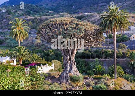 L'ancien dragon (Dracaena draco) à Icod de Los Vinos, Tenerife, îles Canaries, Espagne, Océan Atlantique, Europe Banque D'Images