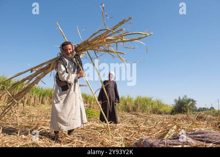 Récolte de canne à sucre, village de Ramadi, rive ouest du Nil au sud d'Edfou, Egypte, Afrique du Nord, Afrique Banque D'Images