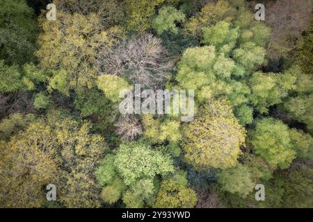 Feuillus bois canopée au printemps, Edenbridge, Kent, Angleterre, Royaume-Uni, Europe Banque D'Images