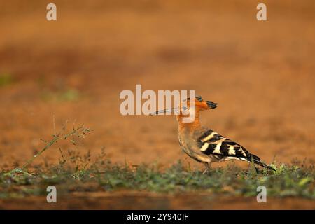 Hoopoe africain (Upupa africana), réserve de gibier Zimanga, KwaZulu-Natal, Afrique du Sud Banque D'Images