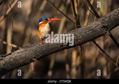 Malachite kingfisher (Corythornis cristatus), Parc national de Chobe, Botswana, Afrique Banque D'Images