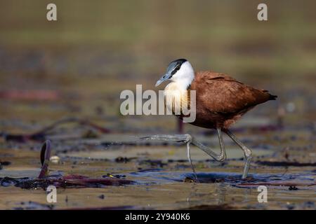 Jacana à poitrine dorée Actophilornis africanus (Afrique), Chobe National Park, Botswana, Africa Banque D'Images