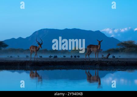 Impala (Aepyceros melampus), Shompole, Kenya, Afrique de l'est, Afrique Banque D'Images