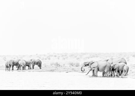 Éléphant (Loxodonta africana) buvant dans la rivière Chobe, Parc National de Chobe, Botswana, Afrique Banque D'Images