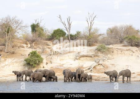 Éléphant (Loxodonta africana) buvant dans la rivière Chobe, Parc National de Chobe, Botswana, Afrique Banque D'Images