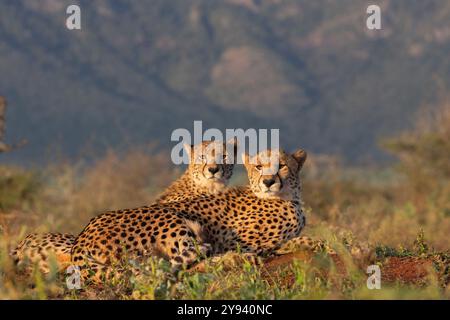 Le Guépard (Acinonyx jubatus), Zimanga Private Game Reserve, KwaZulu-Natal, Afrique du Sud, l'Afrique Banque D'Images