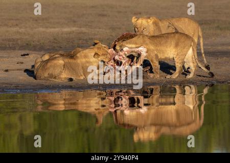 Lions (Panthera leo) sur l'abattage de buffles, parc national de Chobe, Botswana, Afrique Banque D'Images