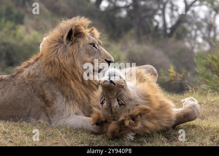 Lion (Panthera leo) frères, Zimanga Private Game Reserve, KwaZulu-Natal, Afrique du Sud, l'Afrique Banque D'Images