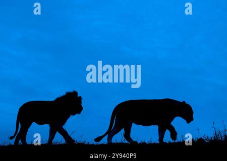 Les lions (Panthera leo), Zimanga Private Game Reserve, KwaZulu-Natal, Afrique du Sud, l'Afrique Banque D'Images