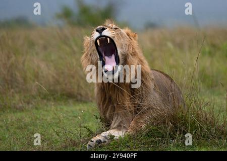 Lion (Panthera leo) bâillant, Masai Mara, Kenya, Afrique de l'est, Afrique Banque D'Images