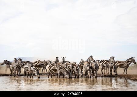 Zèbre des plaines (Equus quagga), Shompole, Kenya, Afrique de l'est, Afrique Banque D'Images