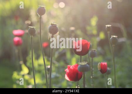 Coquelicots rouges au soleil dans un jardin Banque D'Images